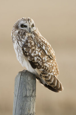 short-eared owl 041307_MG_0985