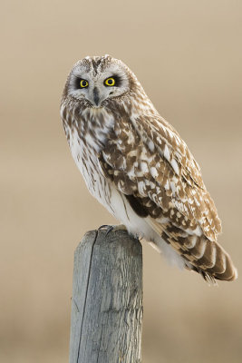 short-eared owl 041307_MG_0999