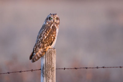 short-eared owl 041307_MG_1019