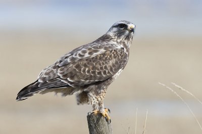 rough-legged hawk 041307_MG_0619 copy.jpg