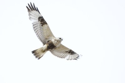 rough-legged hawk 041407_MG_0909