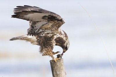 rough-legged hawk 041307_MG_0736