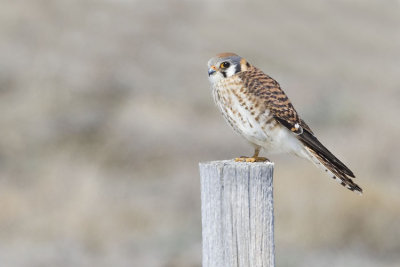 american kestrel 042107_MG_0296