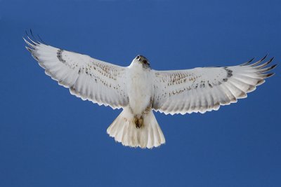 ferruginous hawk 042207_MG_0920