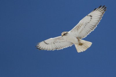 ferruginous hawk 042207_MG_0929