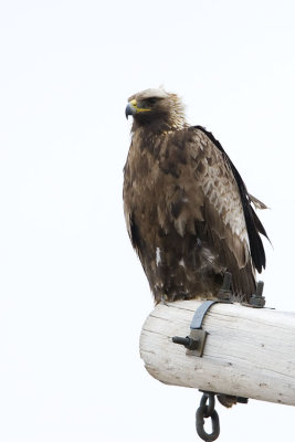golden eagle 042007_MG_0032