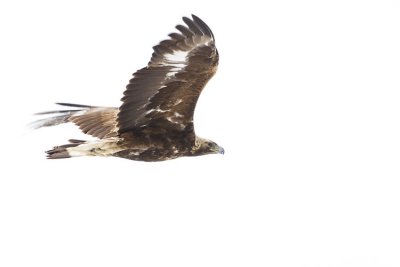 golden eagle 042107_MG_0268
