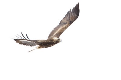 golden eagle 042107_MG_0281