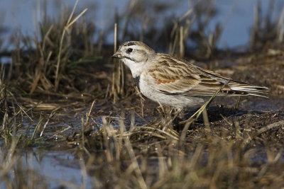 mccowan's longspur 042107_MG_0371