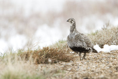 greater sage-grouse 042107_MG_0239