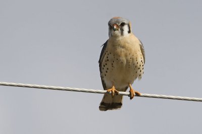 american kestrel 043007_MG_0014