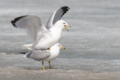ring-billed gulls 042307_MG_0238