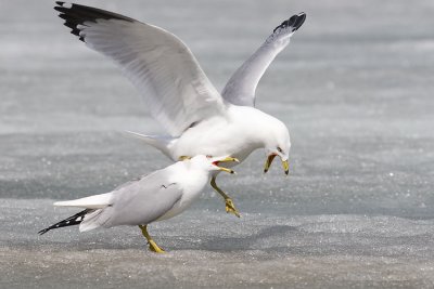 ring-billed gulls 042307_MG_0244