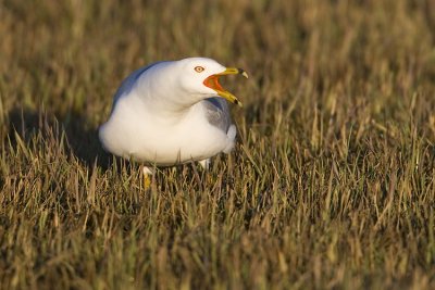 ring-billed gull 042807_MG_0886