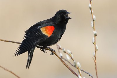 red-winged blackbird 042707_MG_0507