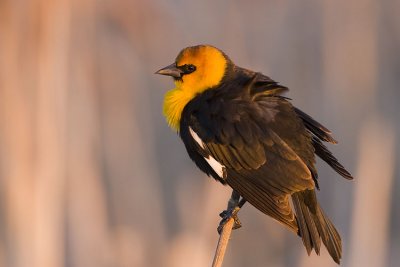 yellow-headed blackbird 042807_MG_1144