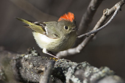 ruby-crowned kinglet 050507_MG_0022