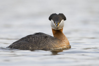 red-necked grebe 050607_MG_0336