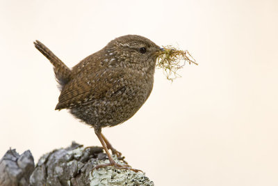 winter wren 050507_MG_0543