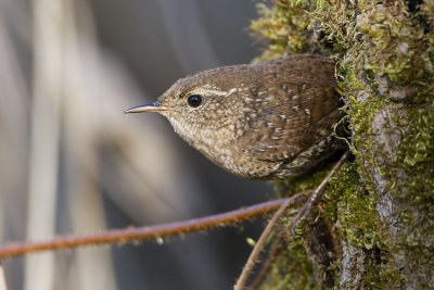 winter wren 050607_MG_0253