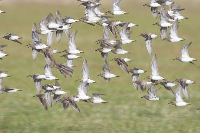 pectoral sandpipers 050807_MG_0573