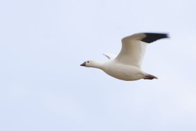 ross's goose 050807_MG_0760