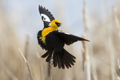 yellow-headed blackbird 050807_MG_0330