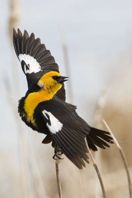 yellow-headed blackbird 050807_MG_0380
