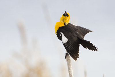 yellow-headed blackbird 050807_MG_0430