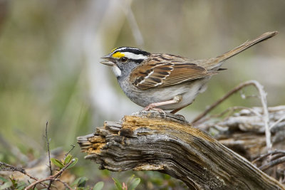 white-throated sparrow 051307_MG_0016