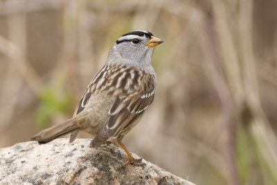 white-crowned sparrow 051007_MG_0071