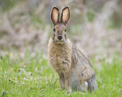 snowshoe hare 050907_MG_0033