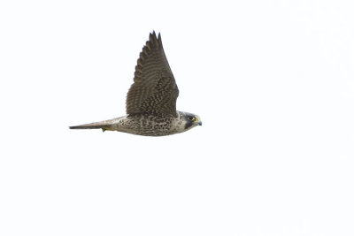peregrine falcon 052107_MG_0282
