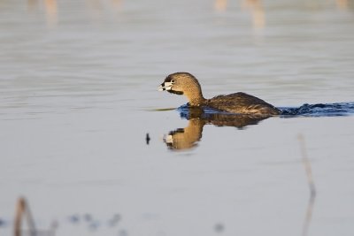 pied-billed grebe 051307_MG_0501