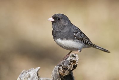 dark-eyed junco 051307_MG_0374