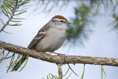 chipping sparrow 051307_MG_0363