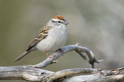 chipping sparrow 051307_MG_0345