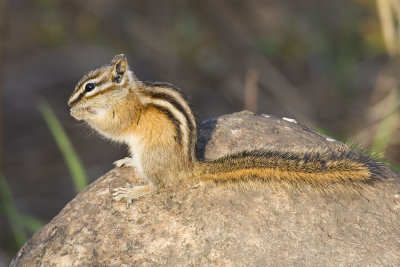 chipmunk 051107_MG_0164