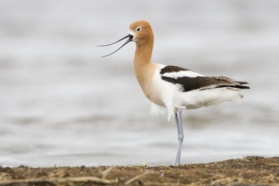 american avocet 052107_MG_0245