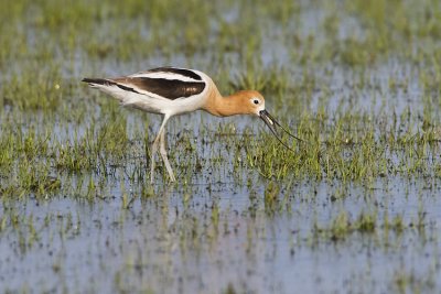 american avocet 051207_MG_0176