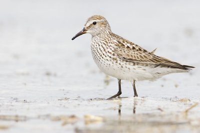 White-rumped Sandpipers