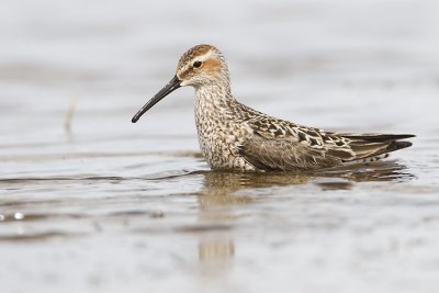 stilt sandpiper 052107_MG_0579