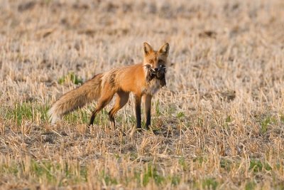 red fox 052007_MG_1967