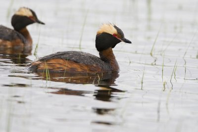 horned grebes 052107_MG_0058