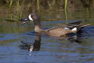 blue-winged teal 052007_MG_0354