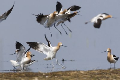 american avocets 052007_MG_0563