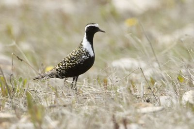 American Golden Plovers