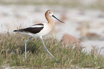 american avocet 060407_MG_0329