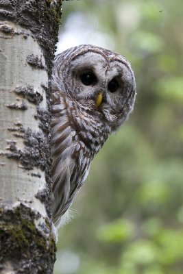 barred owl 052707_MG_0180
