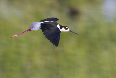 black-necked stilt 052607_MG_0948